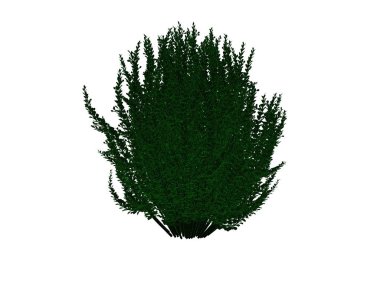 anahatlı bir siyah bush izole yeşil kenarları ile 3D render