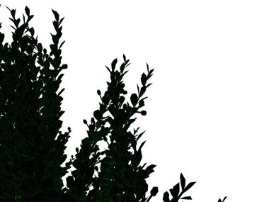 anahatlı bir siyah bush izole yeşil kenarları ile 3D render