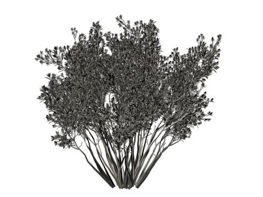 Beyaz bir arka plan üzerinde izole gümüş ağaç 3D render