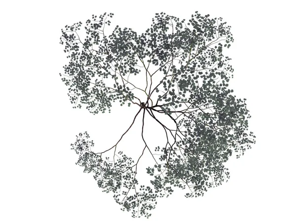 whit üzerinde izole bir gerçekçi yeşil üstten görünüm ağaç 3D render