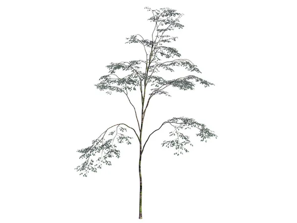 3D-Darstellung eines realistischen grünen Baumes isoliert auf Weiß — Stockfoto
