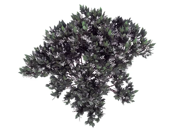 Τρισδιάστατη απεικόνιση του ένα λουλούδι Μπους από την κορυφή άποψη που απομονώνονται σε λευκό — Φωτογραφία Αρχείου