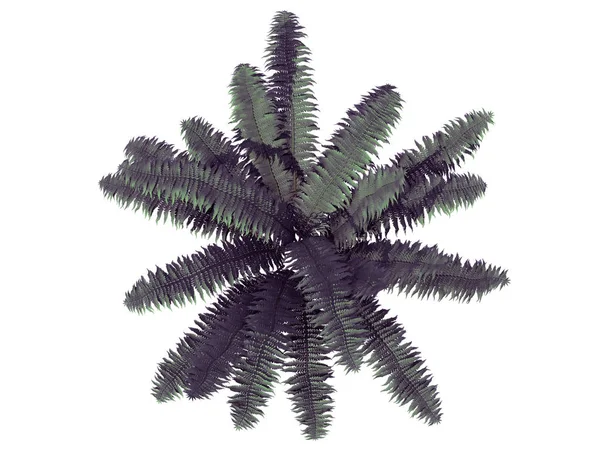3D renderização de um arbusto de flor de vista superior isolado em branco — Fotografia de Stock