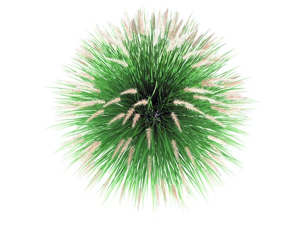 3d rendering of a flower bush from top view isolated on white — Stock Photo, Image