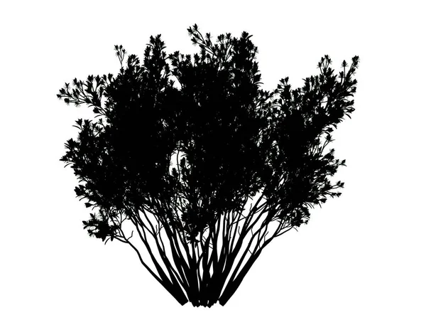 3D vykreslování silueta stromu izolovaných na bílém pozadí — Stock fotografie