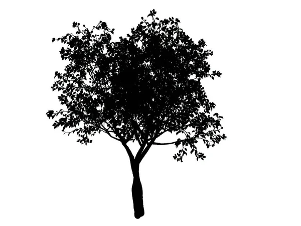 3d rendu d'un arbre silhouette isolé sur fond blanc — Photo