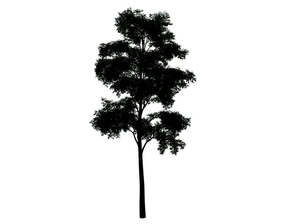 Representación 3d de un árbol de silueta aislado sobre fondo blanco — Foto de Stock