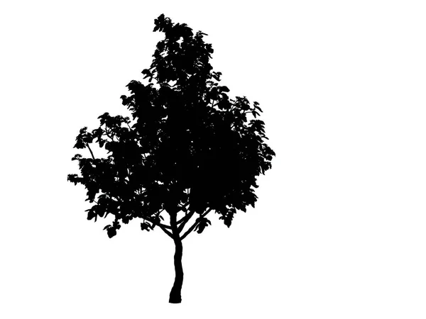 3d rendering of a silhouette tree isolated on white background — Stock Photo, Image