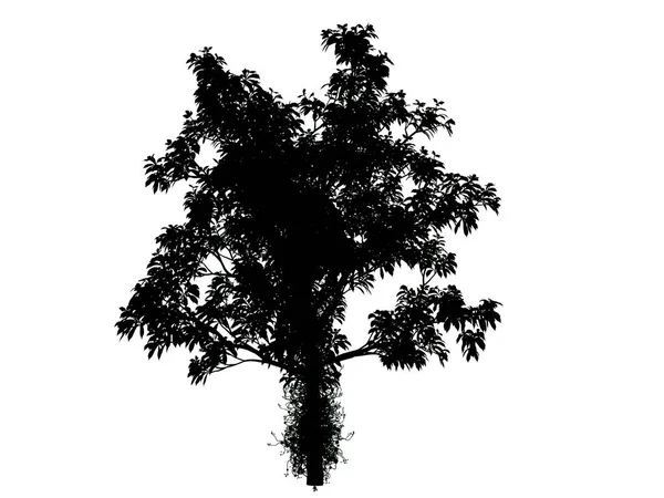 3D renderelés silhouette fa elszigetelt fehér background — Stock Fotó