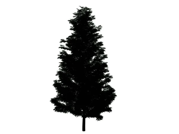 Rendering 3d di un albero di silhouette isolato su sfondo bianco — Foto Stock