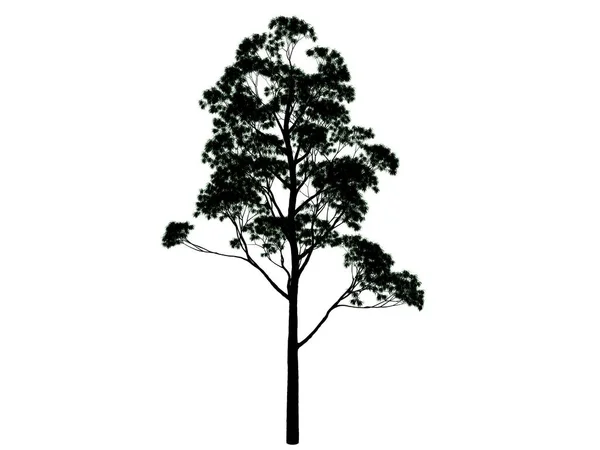 3d rendu d'un arbre silhouette isolé sur fond blanc — Photo