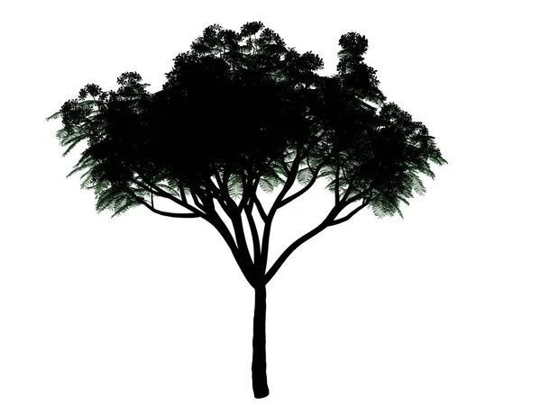 3d rendu d'un arbre silhouette isolé sur fond blanc — Photo
