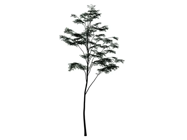 Τρισδιάστατη απεικόνιση του ένα δέντρο σιλουέτα που απομονώνονται σε λευκό φόντο — Φωτογραφία Αρχείου