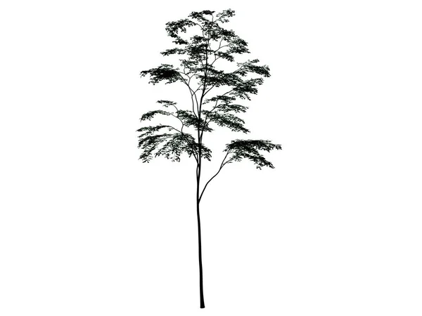 3d rendu d'un arbre silhouette isolé sur fond blanc — Photo