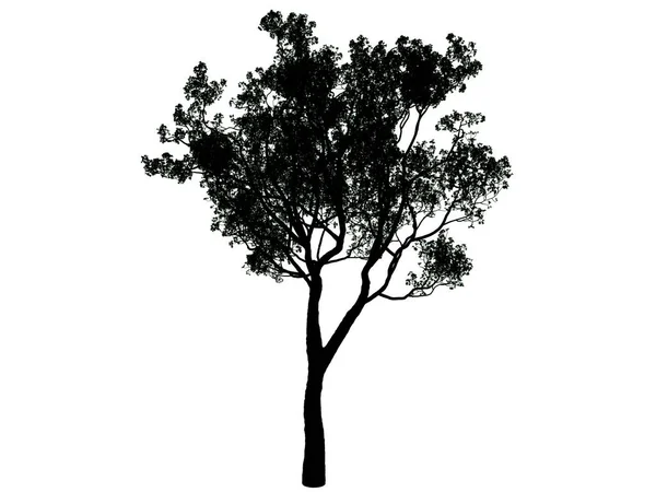 Rendering 3d di un albero di silhouette isolato su sfondo bianco — Foto Stock