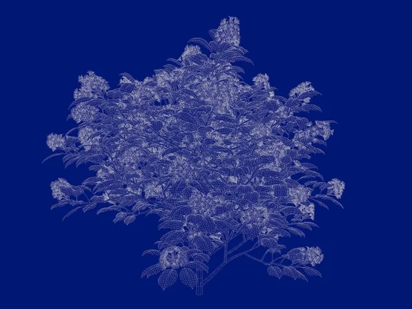 3D vykreslování obrysy Bushovi plán izolované na modré zpět — Stock fotografie