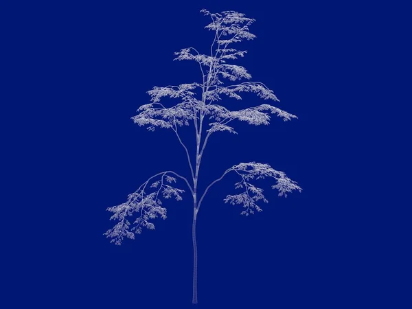 3D-rendering av en konturerad träd blåkopia isolerade på Blå back — Stockfoto