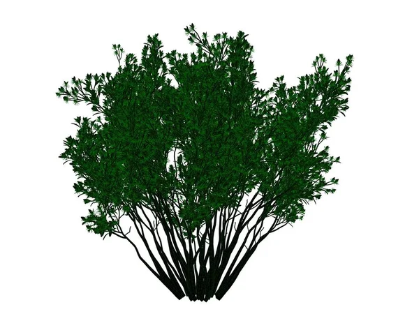 3D-rendering av en konturerad svart träd med gröna kanter isoleras — Stockfoto