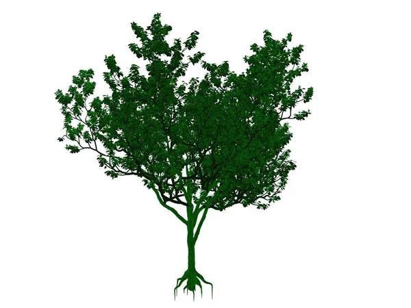 Representación 3d de un árbol negro perfilado con bordes verdes aislados —  Fotos de Stock