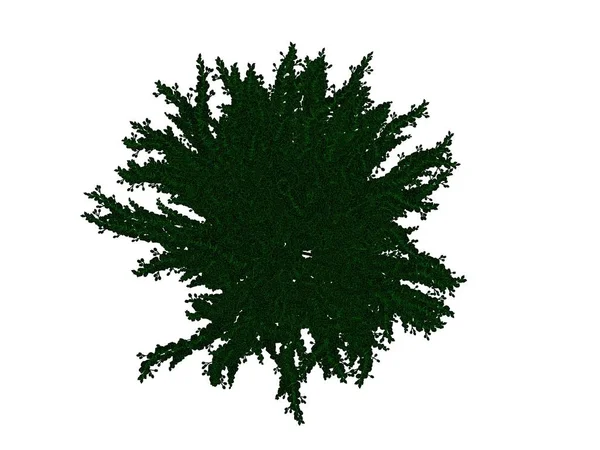 3D visszaadás-ból egy tagolt fekete bush zöld, elszigetelt szélekkel — Stock Fotó