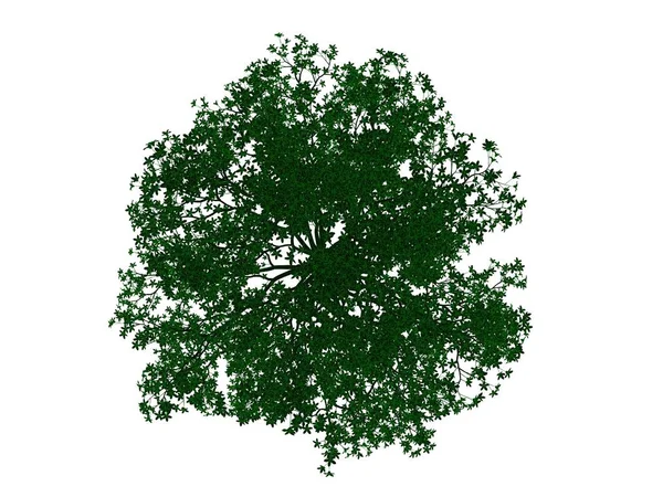 Renderização 3d de uma árvore preta delineada com bordas verdes isoladas — Fotografia de Stock