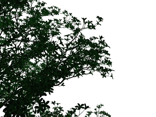 3D vykreslování obrysy černého stromu s zelené okraje, samostatný — Stock fotografie