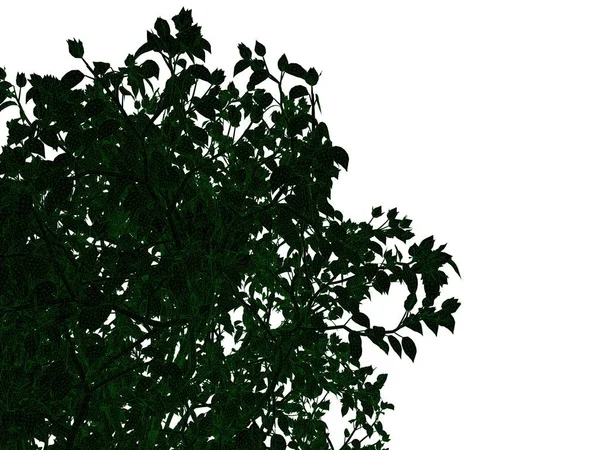 Renderowania 3D kontur drzewa czarne z zielonym krawędzie na białym tle — Zdjęcie stockowe