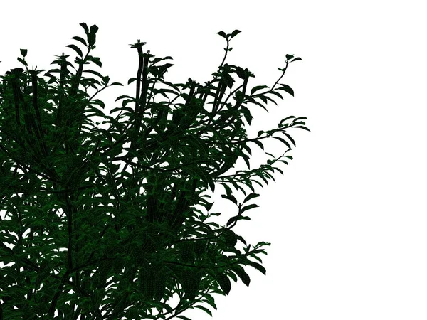 Representación 3d de un árbol negro perfilado con bordes verdes aislados — Foto de Stock
