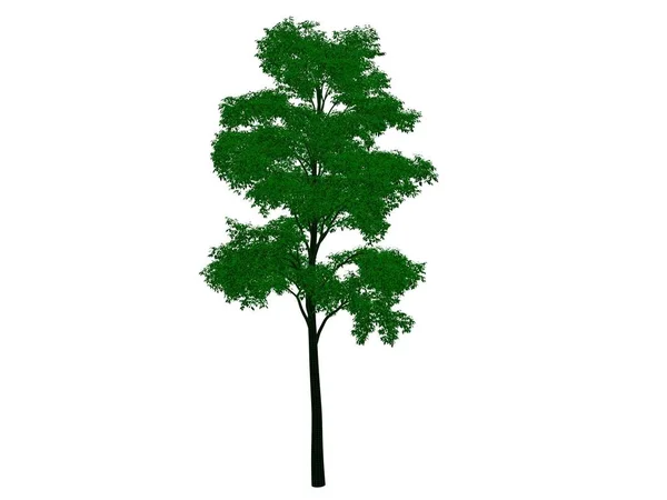 격리 하는 녹색 가장자리와 개요 검은 나무의 3d 렌더링 — 스톡 사진