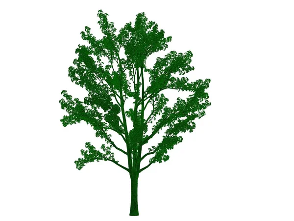 3D vykreslování obrysy černého stromu s zelené okraje, samostatný — Stock fotografie