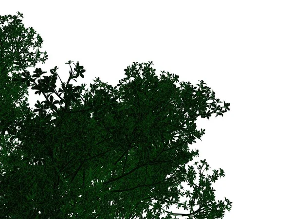 3D-Rendering eines umrissenen schwarzen Baumes mit grünen Rändern isoliert — Stockfoto