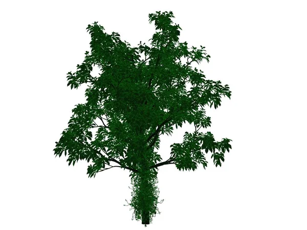 Rendu 3d d'un arbre noir contour avec des bords verts isolés — Photo