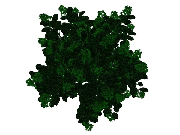 3D-leképezés egy tagolt fekete fa, zöld, elszigetelt szélekkel — Stock Fotó