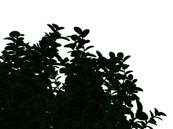 Τρισδιάστατη απεικόνιση του ένα περιγραμμένο μαύρο δέντρο με πράσινες άκρες απομονωμένες — Φωτογραφία Αρχείου
