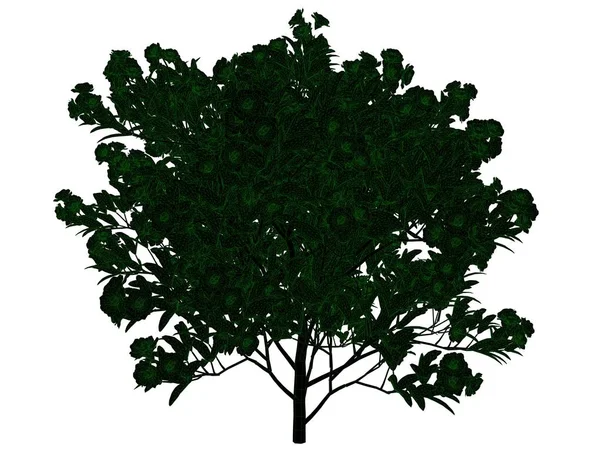 Rendu 3d d'un arbre noir contour avec des bords verts isolés — Photo