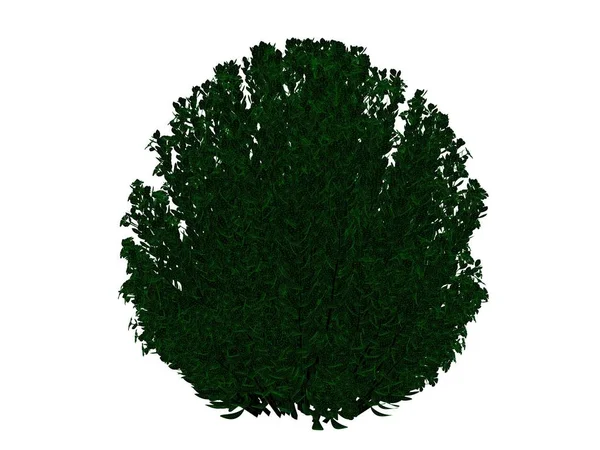 3D visszaadás-ból egy tagolt fekete bush zöld, elszigetelt szélekkel — Stock Fotó