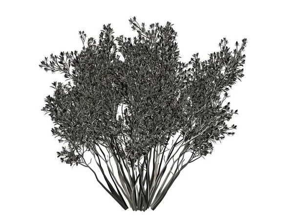 Beyaz bir arka plan üzerinde izole gümüş ağaç 3D render