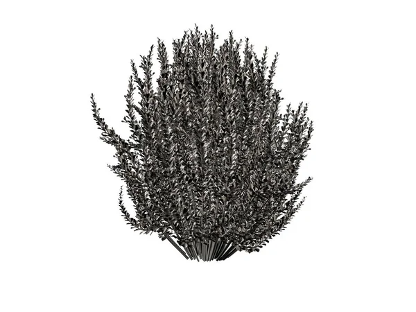 Beyaz bir arka plan üzerinde izole gümüş ağaç 3D render