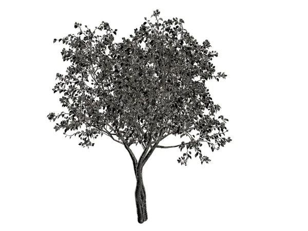 Beyaz bir arka plan üzerinde izole gümüş ağaç 3D render — Stok fotoğraf