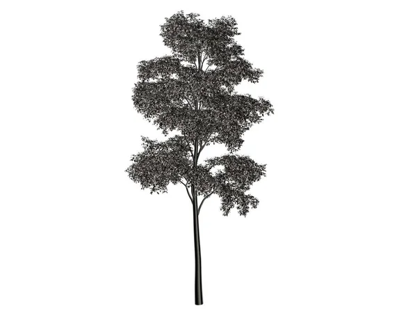 Representación 3d de un árbol de plata aislado sobre un fondo blanco —  Fotos de Stock