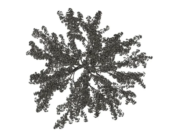 Beyaz bir arka plan üzerinde izole gümüş ağaç 3D render