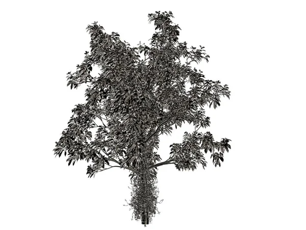 Representación 3d de un árbol de plata aislado sobre un fondo blanco —  Fotos de Stock