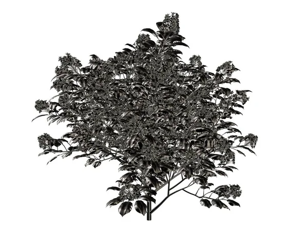 Τρισδιάστατη απεικόνιση του ένα ασημί δέντρο που απομονώνονται σε λευκό φόντο — Φωτογραφία Αρχείου