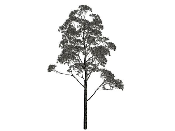 Renderowania 3D srebrny drzewa na białym tle na białym tle — Zdjęcie stockowe