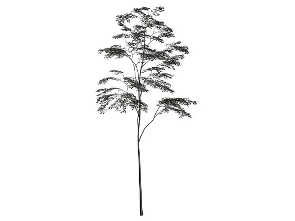 3d rendu d'un arbre d'argent isolé sur un fond blanc — Photo