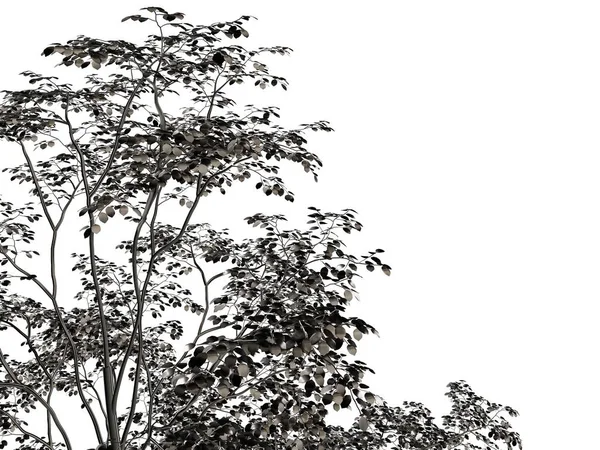 Beyaz bir arka plan üzerinde izole gümüş ağaç 3D render — Stok fotoğraf