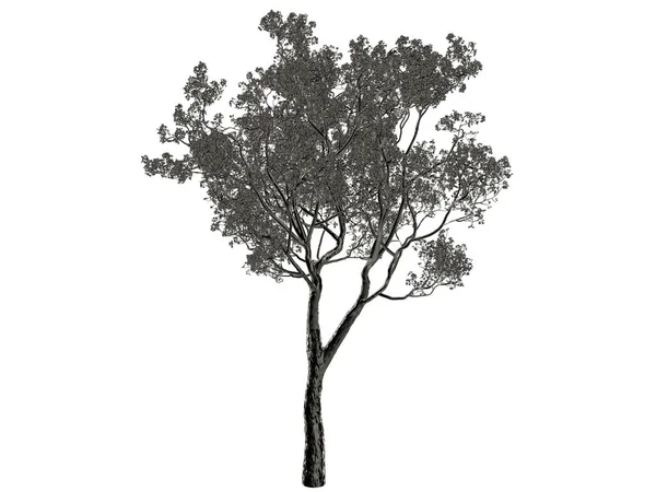 Representación 3d de un árbol de plata aislado sobre un fondo blanco — Foto de Stock