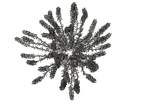 Beyaz bir arka plan üzerinde izole gümüş ağaç 3D render