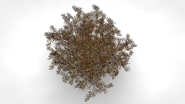 Beyaz ba soyut bir yansıtıcı altın ağaçta 3D render