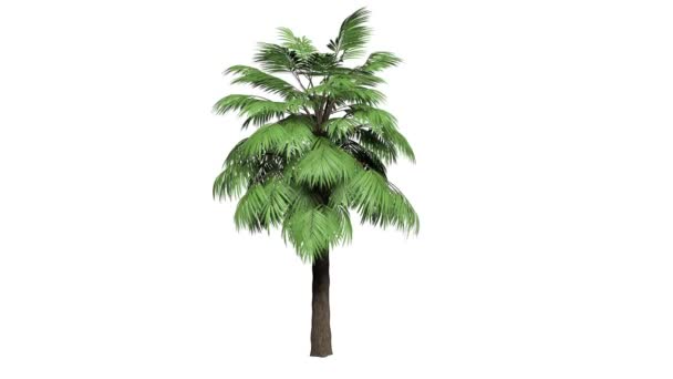 Looping 3D realistic tree isolated on white — Stock Video